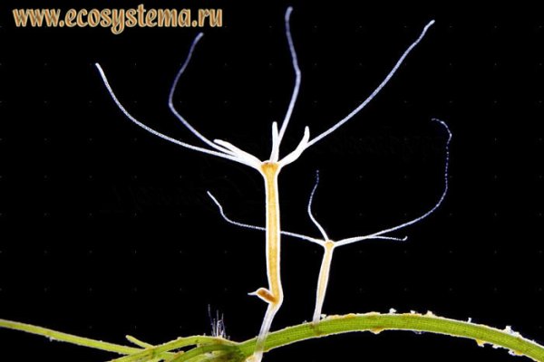 Вход кракен