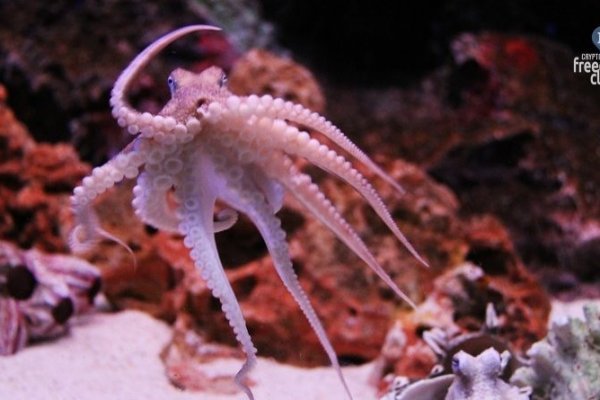 Кракен сайт купить наркотики