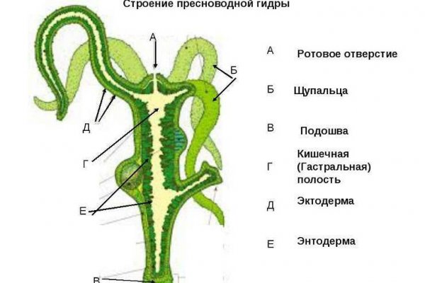 Не могу зайти на кракен